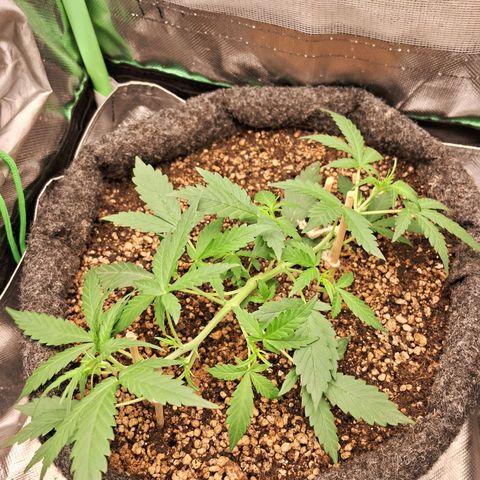 2° Purple Haze growlog timeline photo