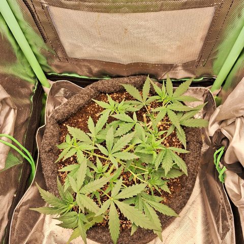 2° Purple Haze growlog timeline photo