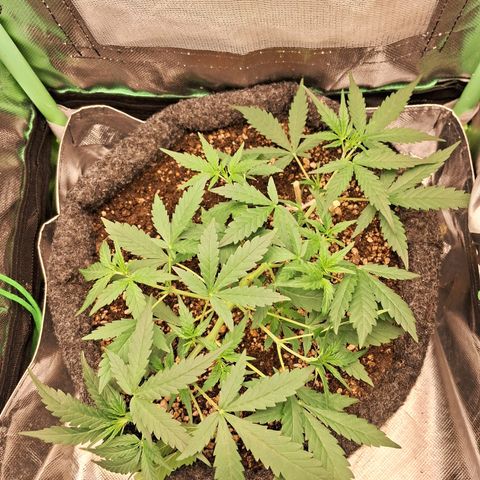 2° Purple Haze growlog timeline photo