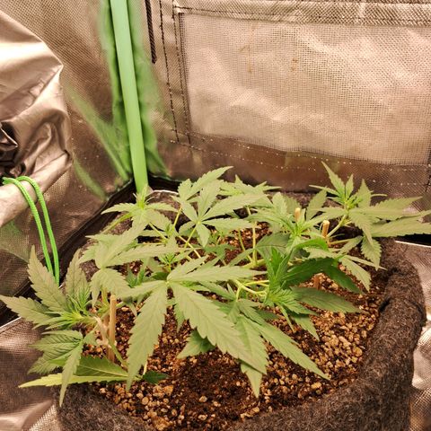 2° Purple Haze growlog timeline photo