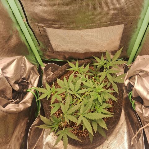 2° Purple Haze growlog timeline photo