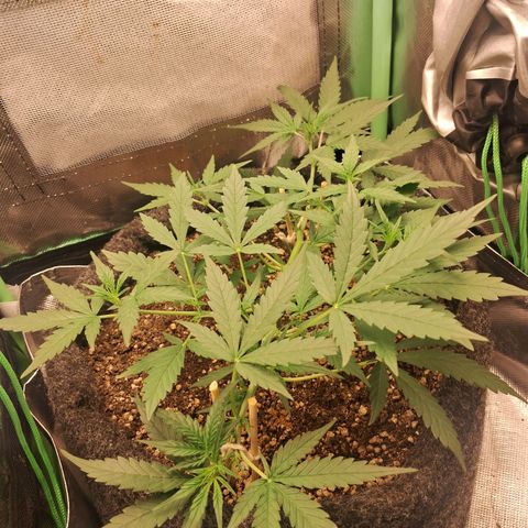2° Purple Haze growlog timeline photo
