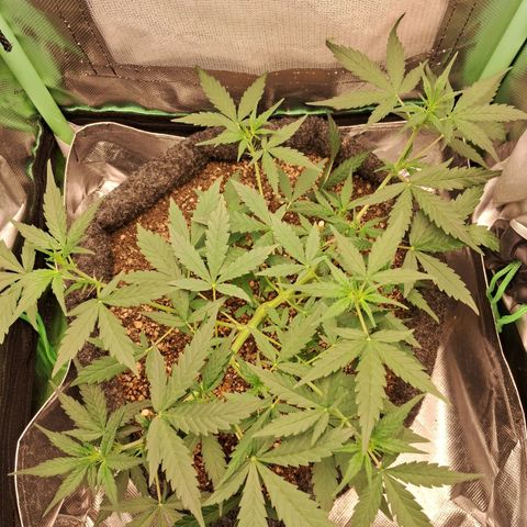 2° Purple Haze growlog timeline photo