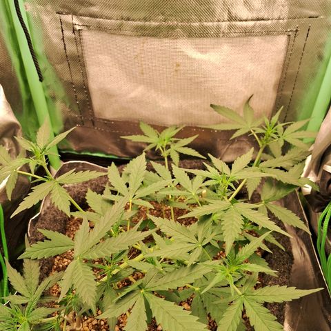 2° Purple Haze growlog timeline photo