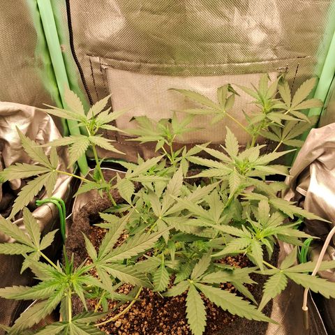 2° Purple Haze growlog timeline photo