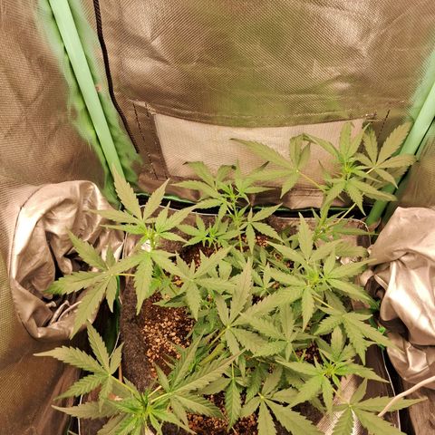 2° Purple Haze growlog timeline photo