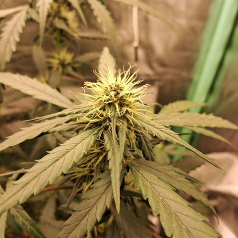 2° Purple Haze growlog timeline photo
