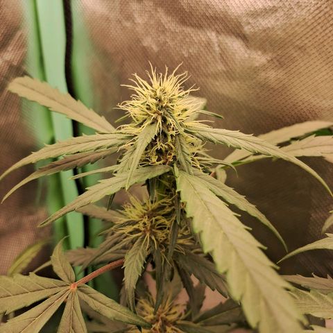 2° Purple Haze growlog timeline photo