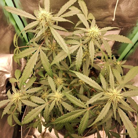 2° Purple Haze growlog timeline photo
