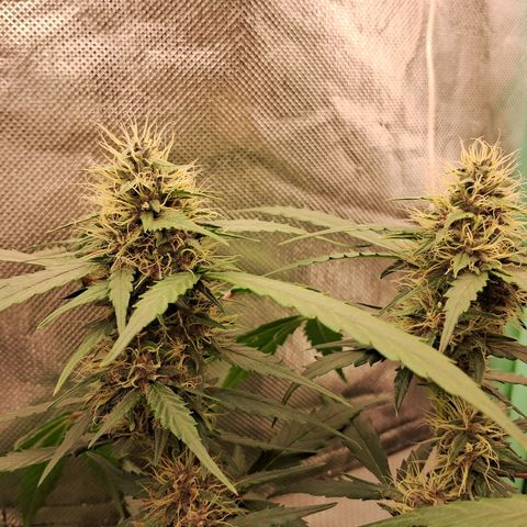 2° Purple Haze growlog timeline photo