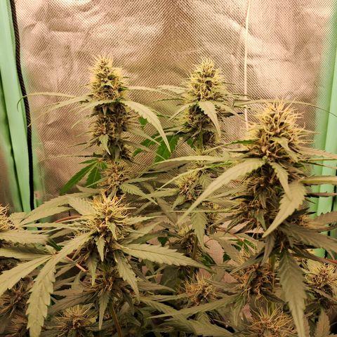 2° Purple Haze growlog timeline photo