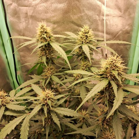 2° Purple Haze growlog timeline photo
