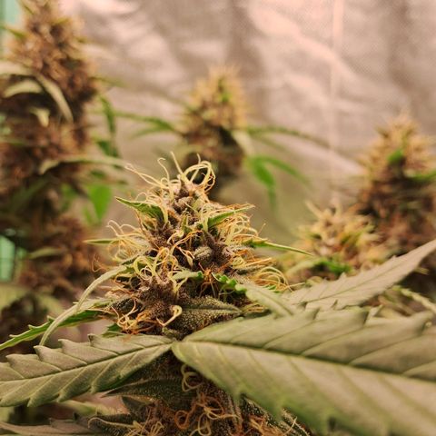 2° Purple Haze growlog timeline photo