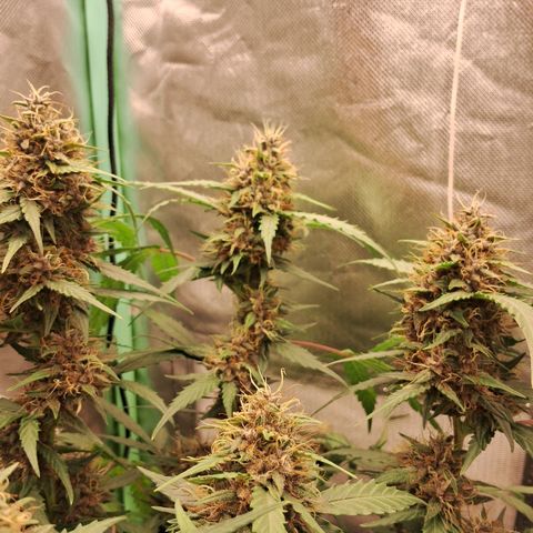 2° Purple Haze growlog timeline photo