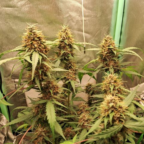 2° Purple Haze growlog timeline photo
