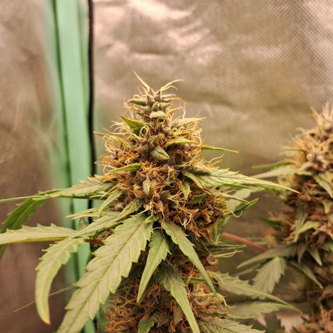 2° Purple Haze growlog timeline photo
