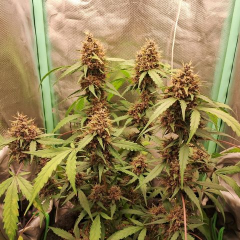 2° Purple Haze growlog timeline photo