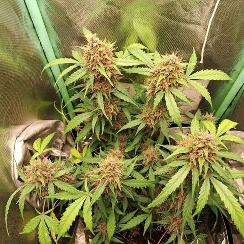 2° Purple Haze growlog timeline photo