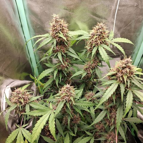 2° Purple Haze growlog timeline photo