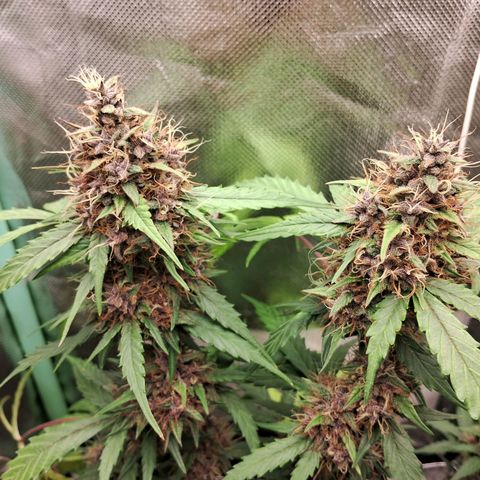 2° Purple Haze growlog timeline photo