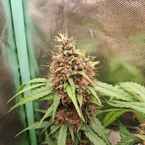 2° Purple Haze growlog timeline photo