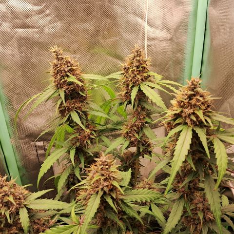 2° Purple Haze growlog timeline photo
