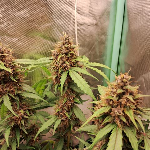 2° Purple Haze growlog timeline photo