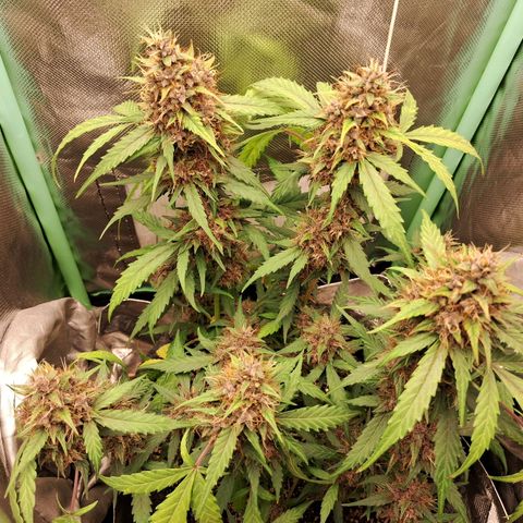 2° Purple Haze growlog timeline photo
