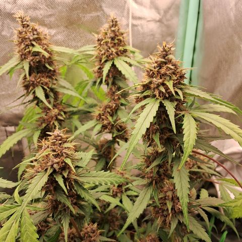 2° Purple Haze growlog timeline photo