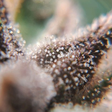2° Purple Haze growlog timeline photo