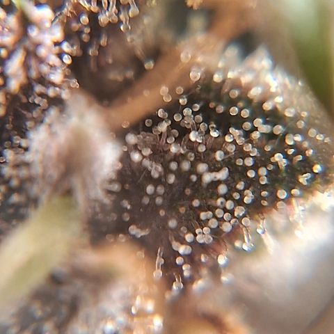 2° Purple Haze growlog timeline photo