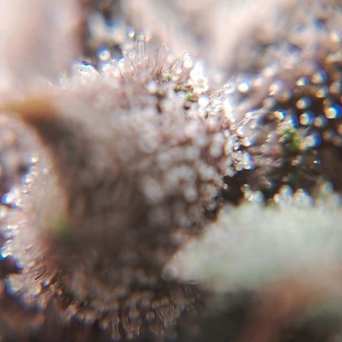 2° Purple Haze growlog timeline photo