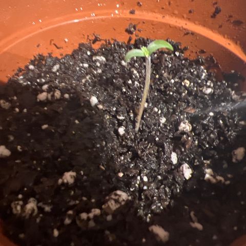 4 🎈 growlog timeline photo
