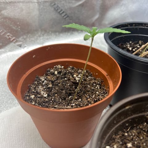 4 🎈 growlog timeline photo