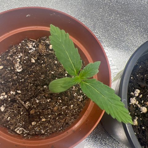 4 🎈 growlog timeline photo