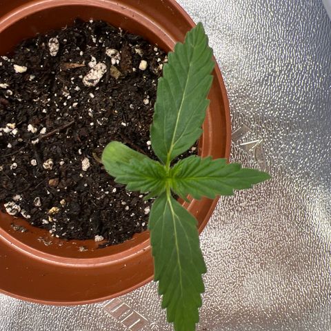 4 🎈 growlog timeline photo