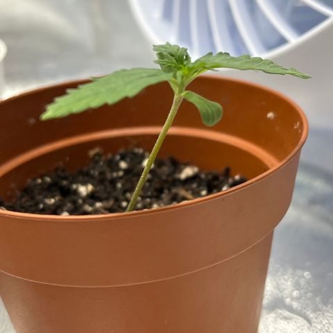 4 🎈 growlog timeline photo