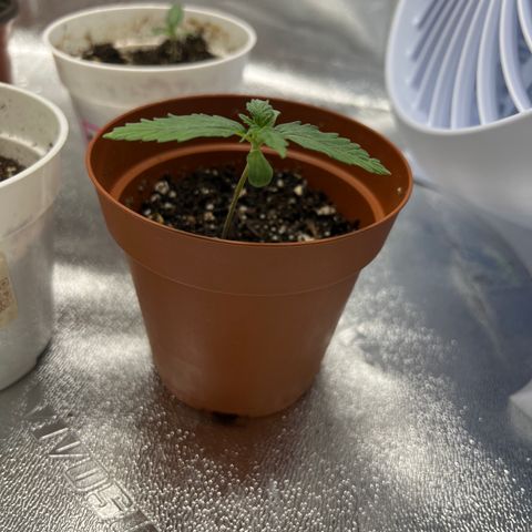 4 🎈 growlog timeline photo
