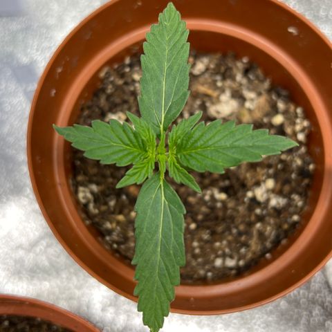 4 🎈 growlog timeline photo