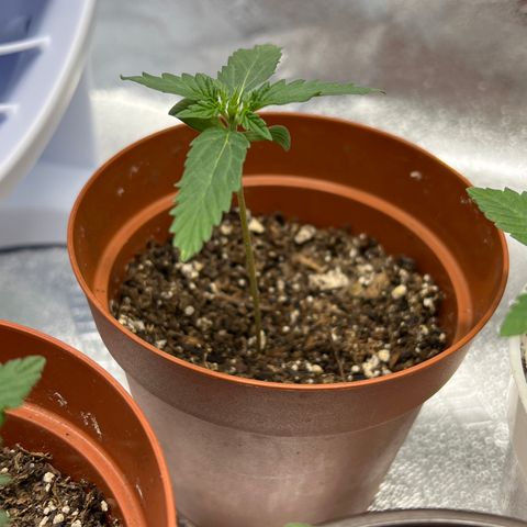 4 🎈 growlog timeline photo