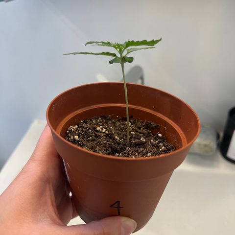 4 🎈 growlog timeline photo