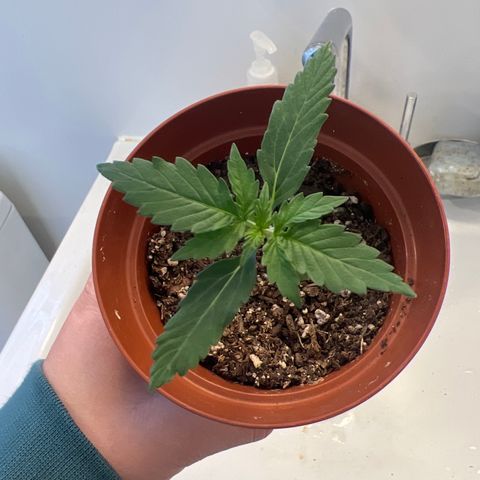 4 🎈 growlog timeline photo