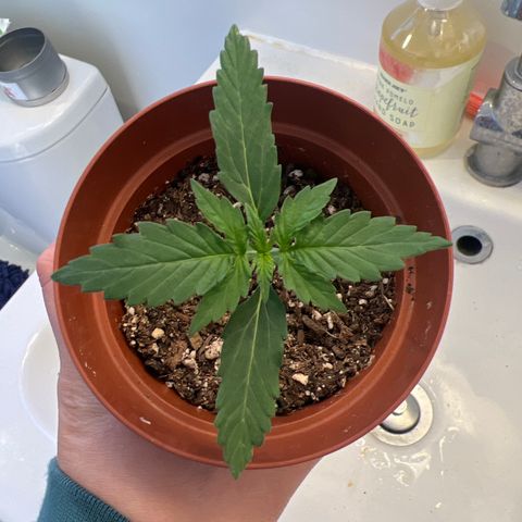 4 🎈 growlog timeline photo