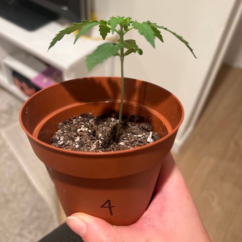 4 🎈 growlog timeline photo