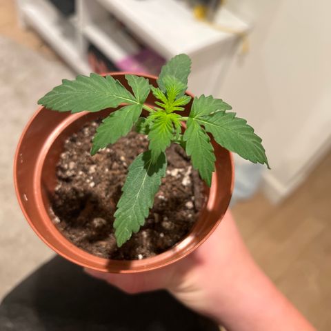 4 🎈 growlog timeline photo
