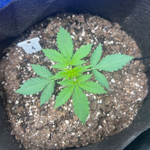 4 🎈 growlog timeline photo