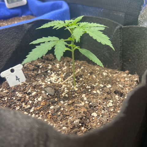 4 🎈 growlog timeline photo