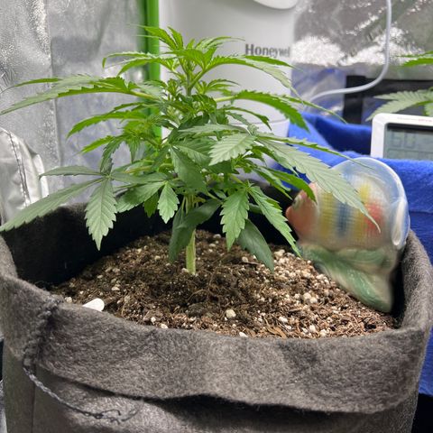 4 🎈 growlog timeline photo