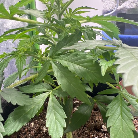 4 🎈 growlog timeline photo