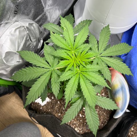 4 🎈 growlog timeline photo